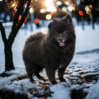 The Bark Chateau - Pet Training Near Me - Lakewood, Washington