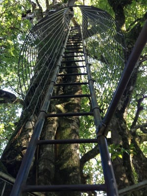 O'Reilly's Rainforest Retreat by null