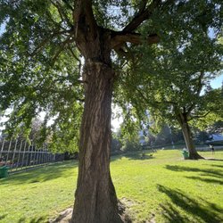 Parc d'Egmont - Snibbles Tree