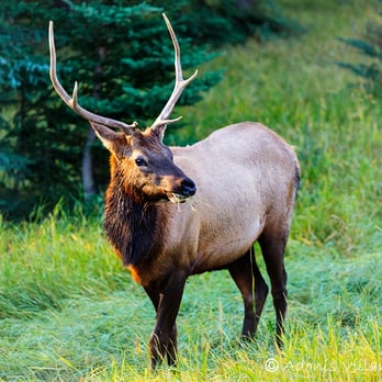 Jasper National Park - Parks Near Me