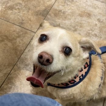 Isabel's Dog Grooming - Before - Pet Groomers Near Me - Peoria, Arizona