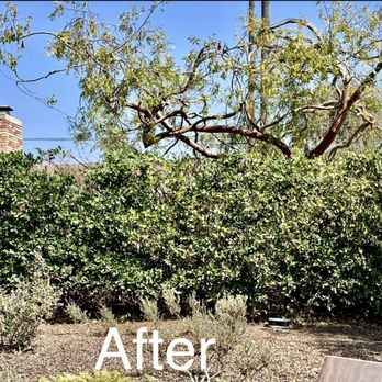 Delgado Tree Care - Tree Services Near Me - Goleta, California
