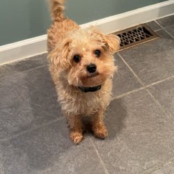 Bloomfield Pointe Veterinary Hospital - Before and after pics of my dog Thank you Shannon!