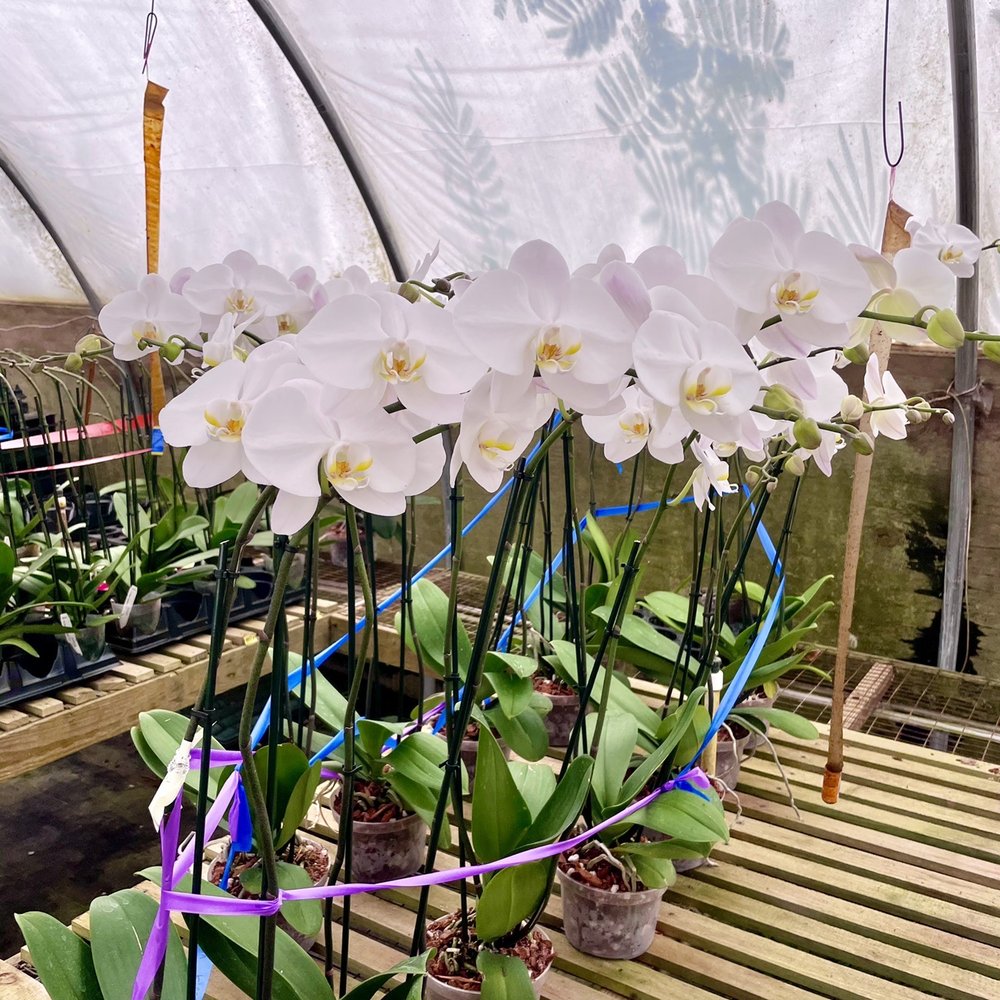 May River Orchids - Orchids - Nurseries & Gardening Near Me - Bluffton, South Carolina