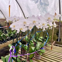 May River Orchids - Orchids
