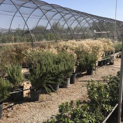 Desert Trees - Desert Trees nursery website has list of inventory