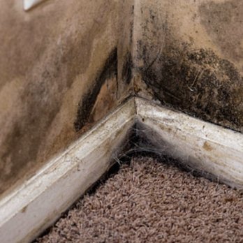 Parkmerced - If you report mold, an "inspector" comes to your house and blames you for the mold. - Apartments Near Me - San Francisco, California Parkmerced - If you report mold, an "inspector" comes to your house and blames you for the mold. - Apartments Near Me - San Francisco, California