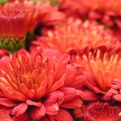 Schönheit Gardens - Schonheit Gardens - Landscaping and Nursery / Garden Center -Sun Prairie, WI