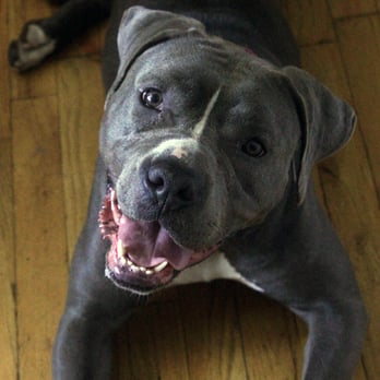 Bark & Bone - Dog Walkers Near Me - Astoria, New York