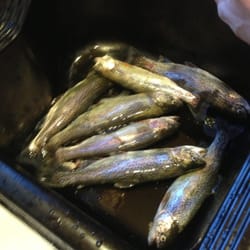 Alpine Accents - Great fishing!