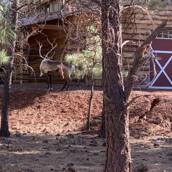 Bearizona - Zoos Near Me - Williams, Arizona Bearizona - Zoos Near Me - Williams, Arizona