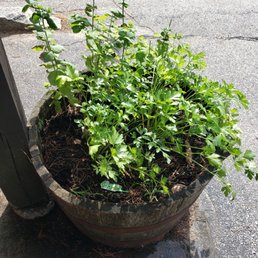 a potted plant on the sidewalk a potted plant on the sidewalk