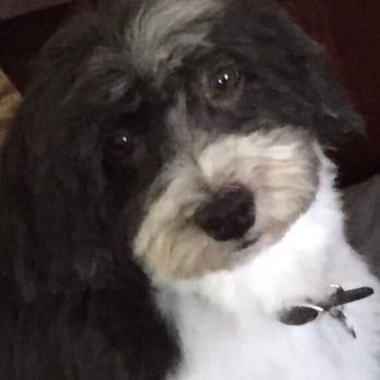 Tail Waggerz Pet Care - Frank after grooming - Pet Sitting Near Me - Newton, Massachusetts