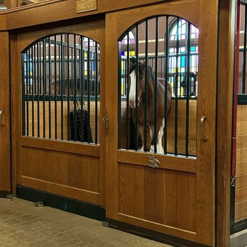 Budweiser Brewery Experience - Another beautiful clydesdale in its stall. - Beer Tours Near Me - Saint Louis, Missouri Budweiser Brewery Experience - Another beautiful clydesdale in its stall. - Beer Tours Near Me - Saint Louis, Missouri