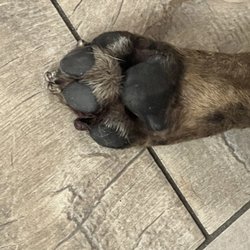 Shinnecock Animal Hospital - my dog's paw