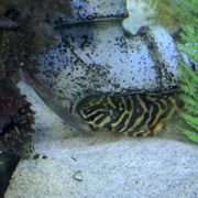 ヨ*ト様 back number fish（demo） back number fish（demo） back number fish（demo） back number demo