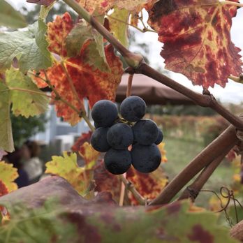 ACORN Winery - Cabernet franc in the vineyard - Wineries Near Me - Healdsburg, California ACORN Winery - Cabernet franc in the vineyard - Wineries Near Me - Healdsburg, California