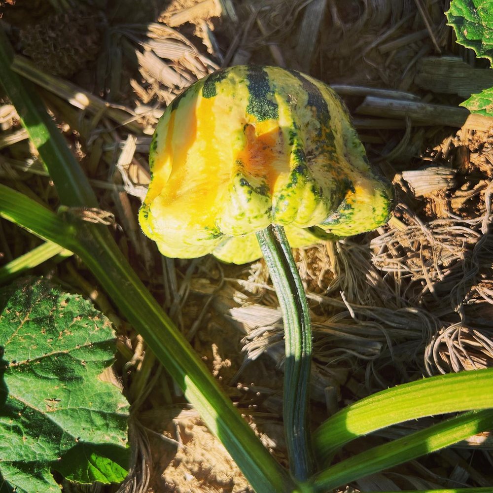 HILLSIDE HARVEST 18 Photos 3185 IA141, Smithland, Iowa Pumpkin