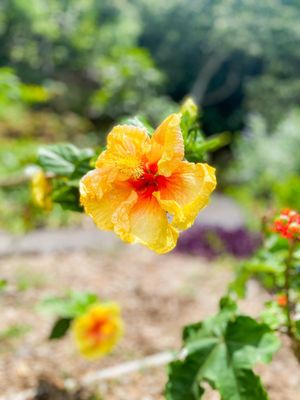 Waimea Valley by null