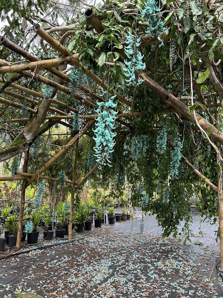 KAUAI SEASCAPES NURSERY Updated October 2024 40 Photos 4741