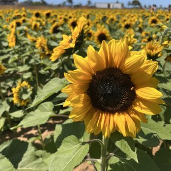The Flower Fields - Venues & Event Spaces Near Me - Carlsbad, California