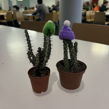 Boon Plant Bar - Cacti with Little Hats! - Two small potted cacti with spines are decorated with knitted hats, one green and one purple, on a table in a public indoor space with people dining. - Nurseries & Gardening Near Me - Boston, Massachusetts