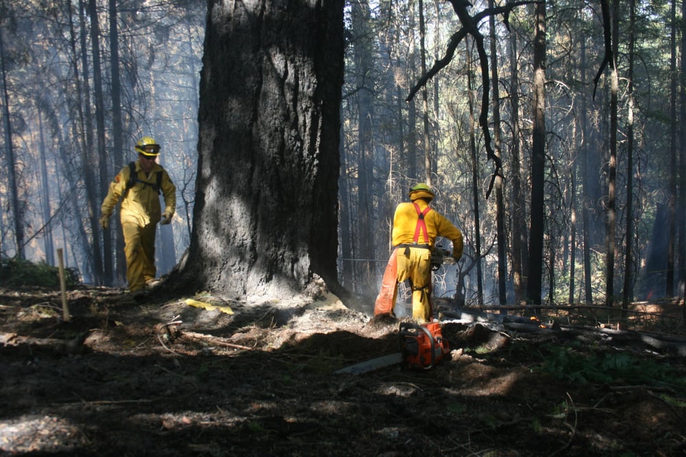 CYRUS TREE SERVICE Updated October 2024 25 Photos & 11 Reviews