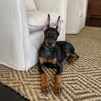 TyCalK9 - Pet Training Near Me - Arcola, Texas TyCalK9 - Pet Training Near Me - Arcola, Texas