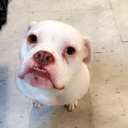 Animal Care Center of Huntington