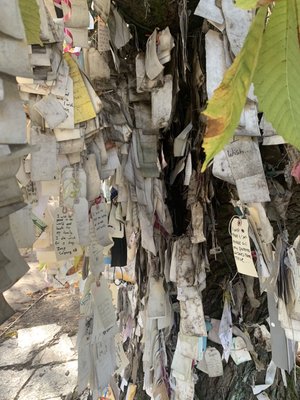 The Wishing Tree by null