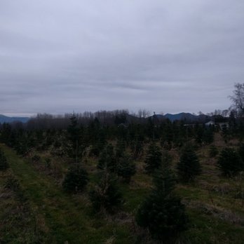 McLean Christmas Tree Farm - Awesome selection! 2nd place we went to. Will be back next year! - Christmas Trees Near Me - Mount Vernon, Washington McLean Christmas Tree Farm - Awesome selection! 2nd place we went to. Will be back next year! - Christmas Trees Near Me - Mount Vernon, Washington