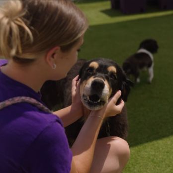 Central Bark Doggy Day Care - Pet Sitting Near Me - Franklin, Wisconsin Central Bark Doggy Day Care - Pet Sitting Near Me - Franklin, Wisconsin