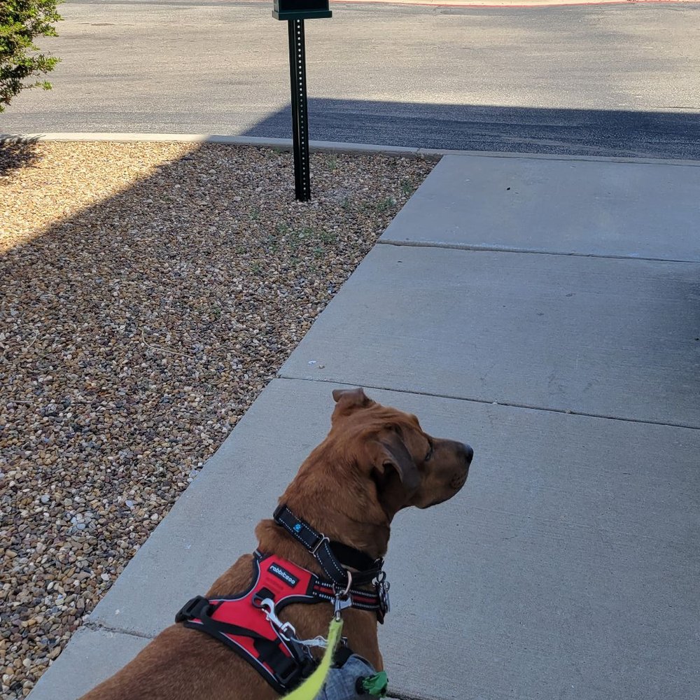 Hampton Inn & Suites Hobbs - Dog walk - Hotels Near Me - Hobbs, New Mexico Hampton Inn & Suites Hobbs - Dog walk - Hotels Near Me - Hobbs, New Mexico