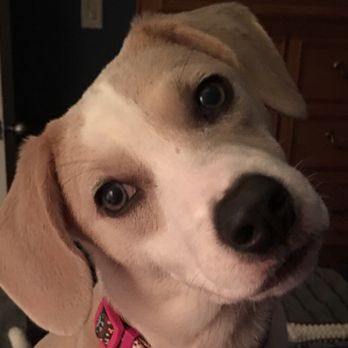 Ruff House Rescue - Our newest puppy , Luna. - Pet Adoption Near Me