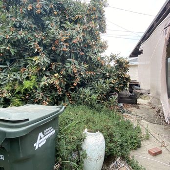 Ditman Tree Service - A before shot of the overgrown trees and brush, and junk in my parents' yard. - Tree Services Near Me Ditman Tree Service - A before shot of the overgrown trees and brush, and junk in my parents' yard. - Tree Services Near Me
