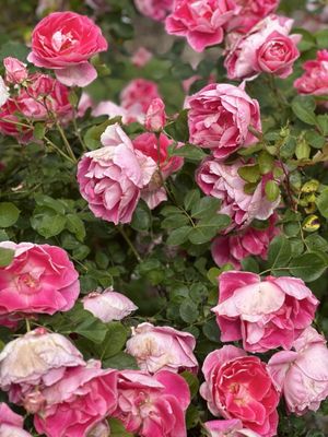 Point Defiance Park by null