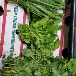 Sunday and Wednesday Leek , Rocca , Molikhia