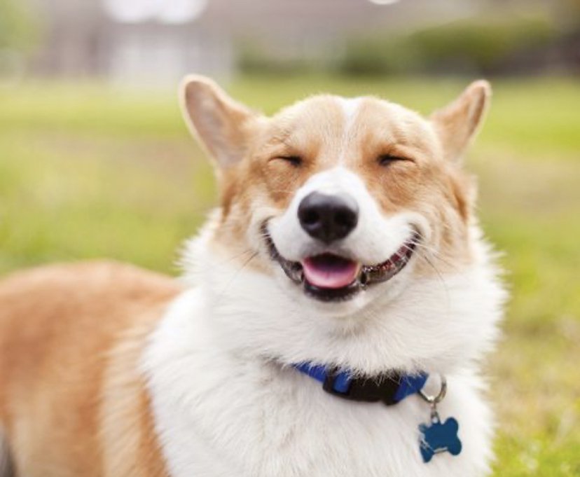 A1 HOME PET CARE Updated August 2024 1200 Davis St, Evanston