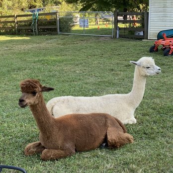 Fantastic Beiling Farm - Alpacas affectionately known as Chips and Salsa AKA Royal and Carol - Attraction Farms Near Me - Pulaski, Tennessee Fantastic Beiling Farm - Alpacas affectionately known as Chips and Salsa AKA Royal and Carol - Attraction Farms Near Me - Pulaski, Tennessee