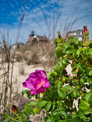 Spring Lake Beach by null