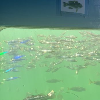 Glass Bottom Boat - Boating Near Me - Redondo Beach, California