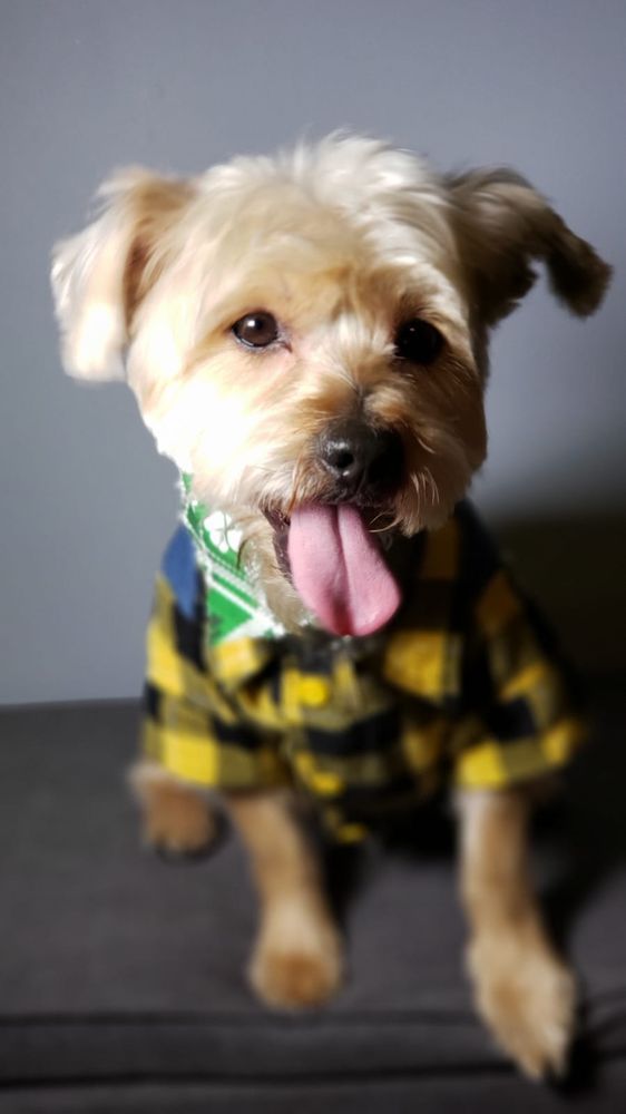 LUXURY PET SPA & BOUTIQUE 187 Photos & 60 Reviews Pet Groomers