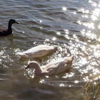 Lake Murray - Parks Near Me - La Mesa, California Lake Murray - Parks Near Me - La Mesa, California