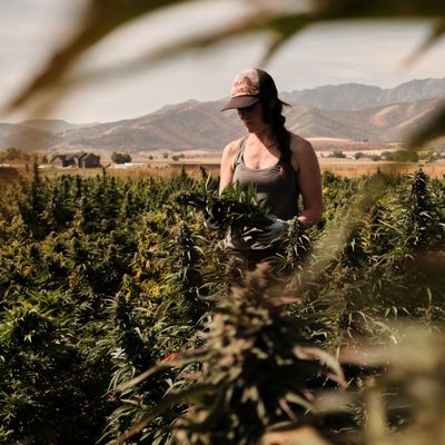 Acrely Farms CBD by null