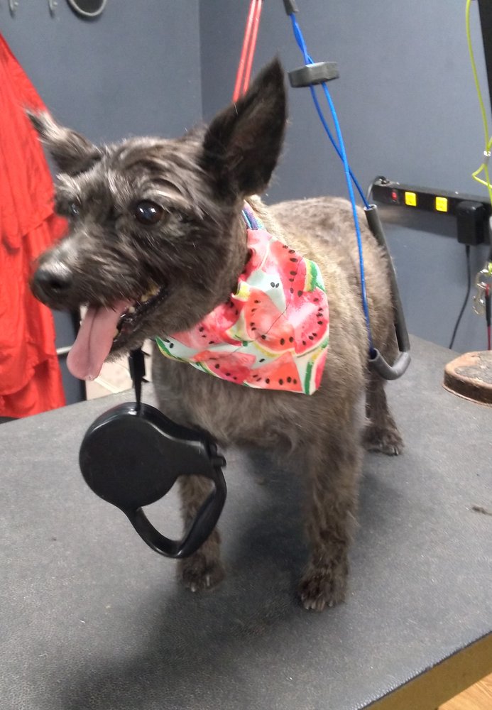 GRANNY GAYLE’S GROOMING 13 Photos Joliet, Illinois Pet Groomers