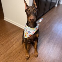 Lucy's Doggy Daycare and Spa - Riot after his groomed today.