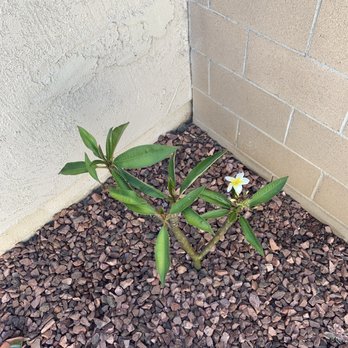 A&L Landscaping - a small plant in a corner - Landscaping Near Me