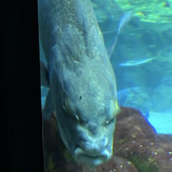 New England Aquarium - Aquariums Near Me - Boston, Massachusetts New England Aquarium - Aquariums Near Me - Boston, Massachusetts