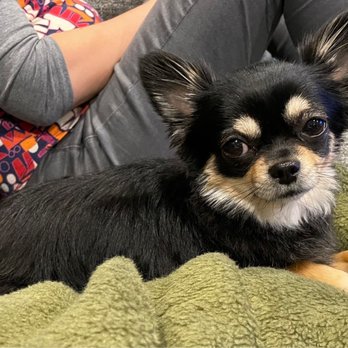 PetSmart Dog Training - Our little Chihuahua Ambrose after his Groom with Michelle! - Pet Training Near Me - Burien, Washington