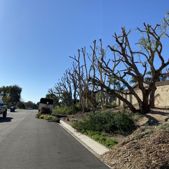 Alex’s Tree Service - Tree Services Near Me Alex’s Tree Service - Tree Services Near Me